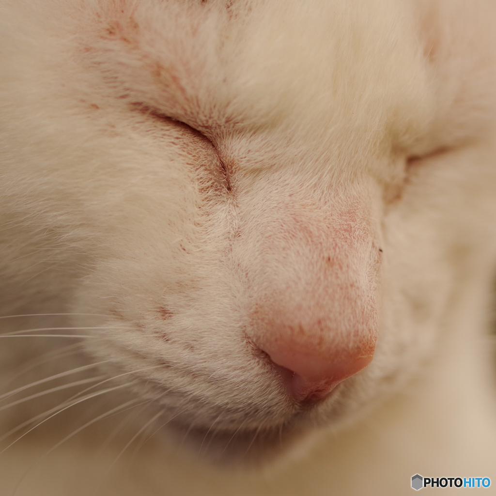 ねこ　その４８７