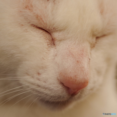 ねこ　その４８７