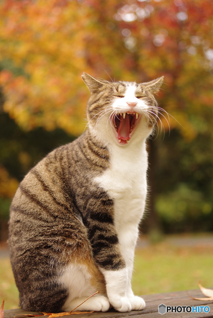 ねこ　その３６０の３