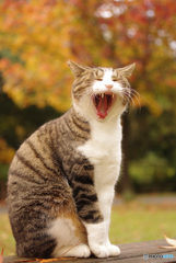 ねこ　その３６０の３