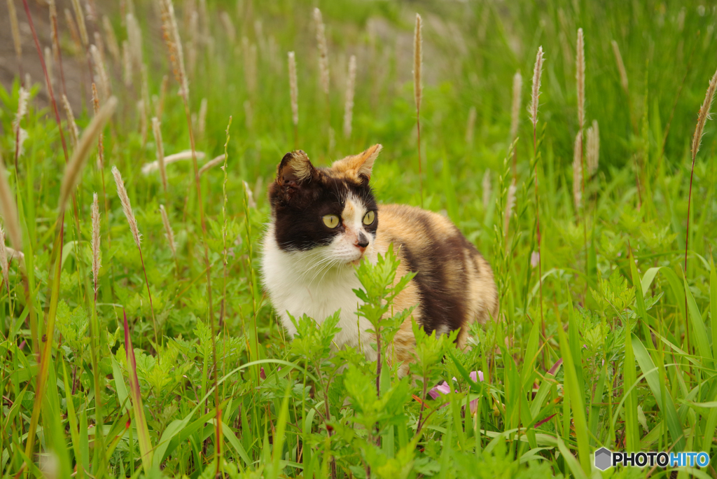 ねこ　その６３２