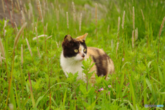 ねこ　その６３２