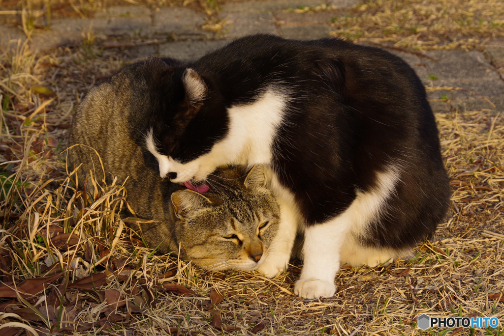 ねこ　その５５５