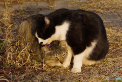 ねこ　その５５５