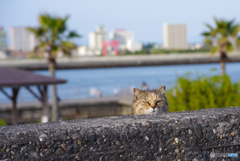 ねこ　その６０５
