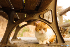 ねこ　その４５９