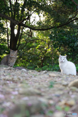ねこ　その５８２