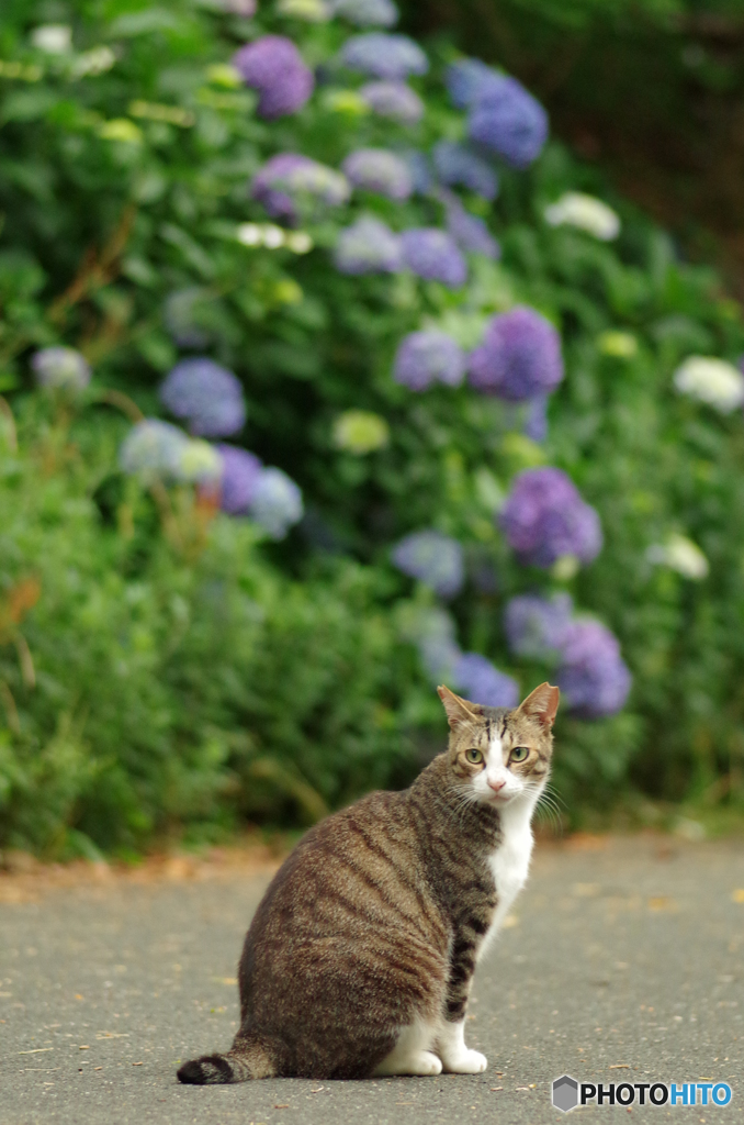 ねこ　その９９
