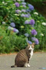 ねこ　その９９