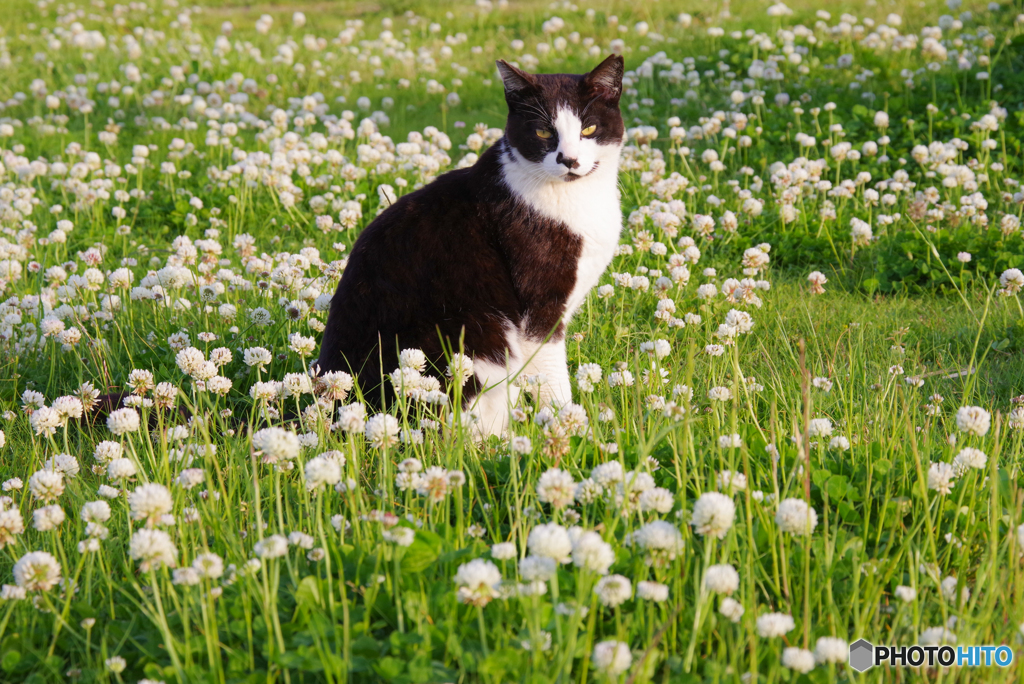 ねこ　その６１４