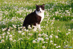 ねこ　その６１４