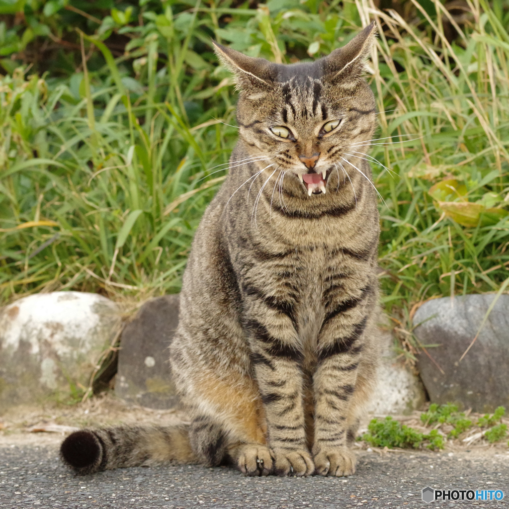 ねこ　その１０００