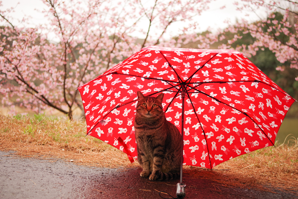 ねこ　その５１２