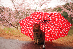 ねこ　その５１２