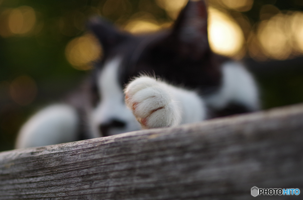 ねこ　その１５３