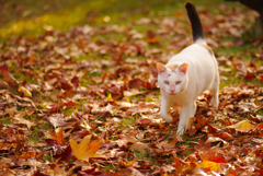 ねこ　その３４９