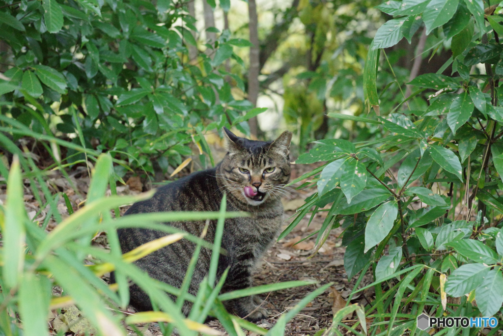 ねこ　その４０７