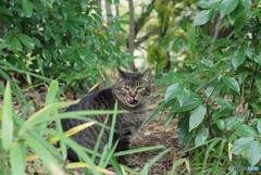 ねこ　その４０７