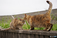 ねこ　その６４３