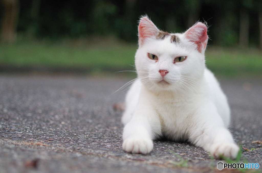 ねこ　その１５２