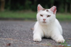 ねこ　その１５２