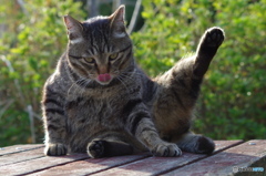 ねこ　その３８