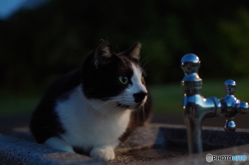 ねこ　その７２