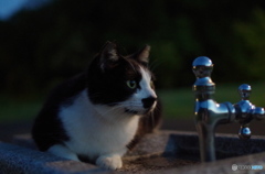 ねこ　その７２