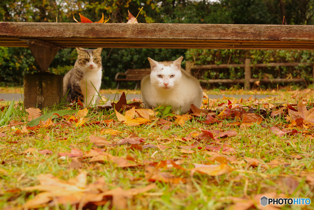 ねこ　その３６５