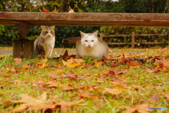ねこ　その３６５