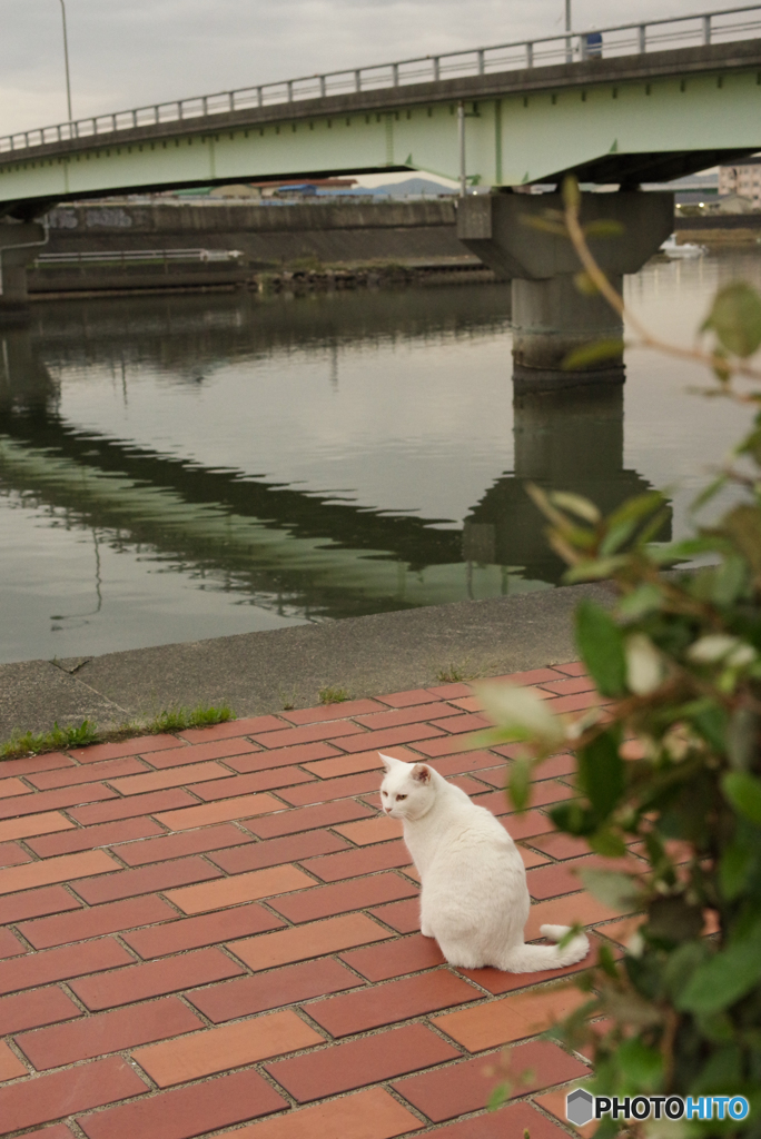 ねこ　その９３３