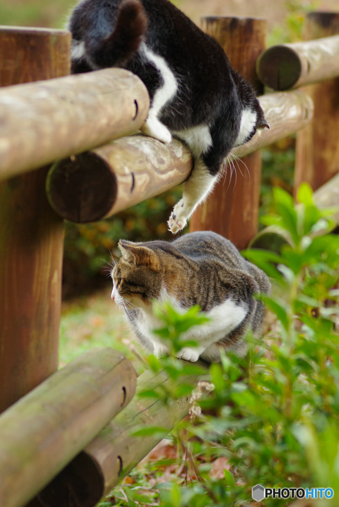 ねこ　その４３７