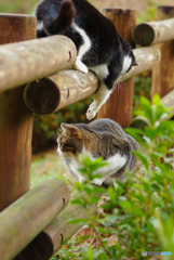 ねこ　その４３７