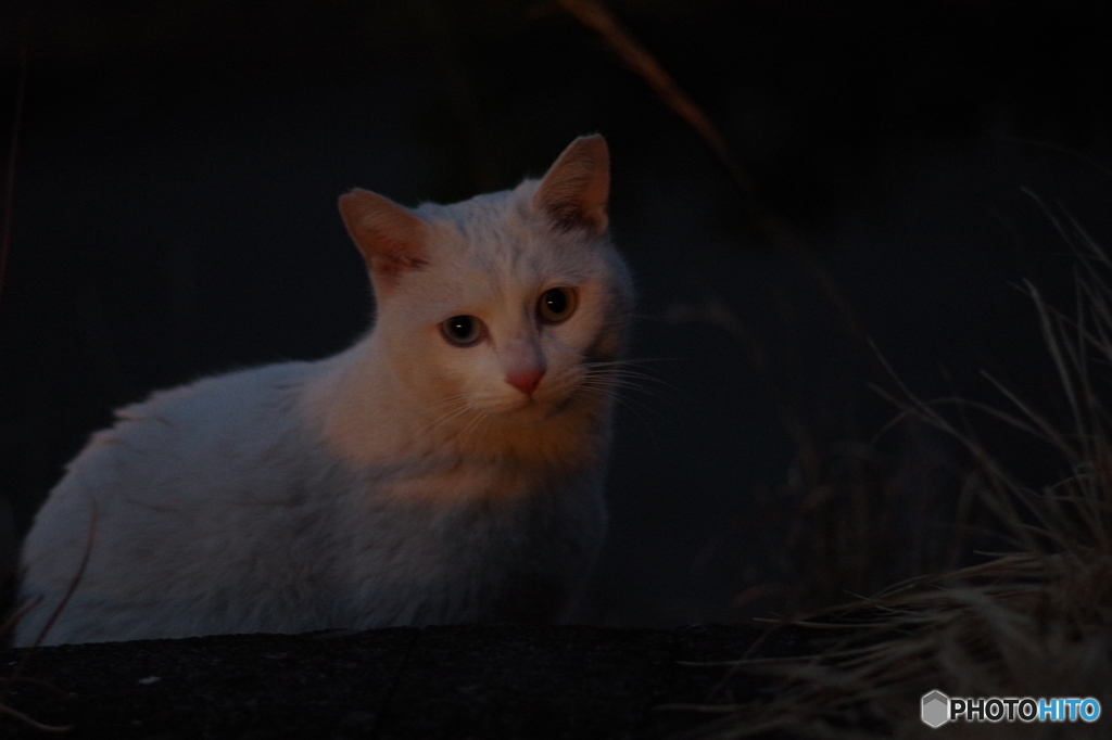 ねこ　その１２