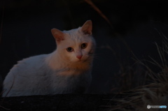 ねこ　その１２