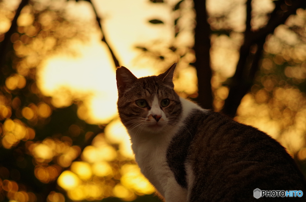 ねこ　その７８