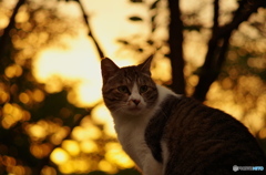 ねこ　その７８