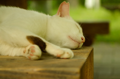 ねこ　その９６