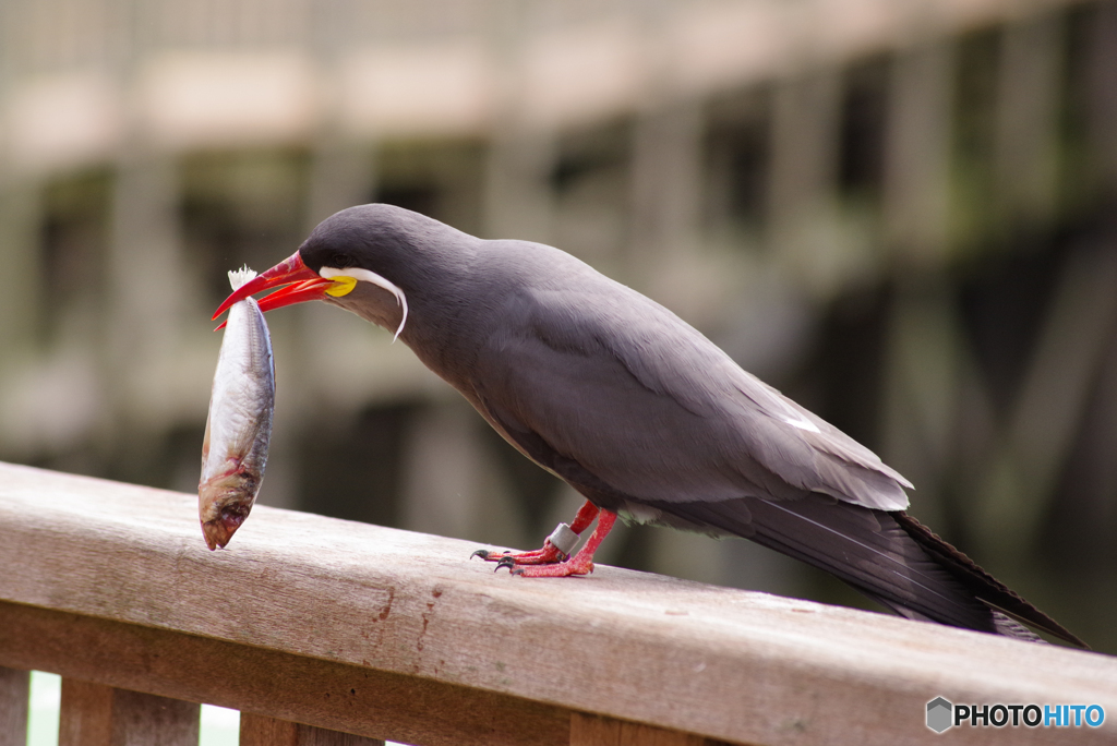 インカアジサシ 変な顔の鳥 By Pione Id 670 写真共有サイト Photohito