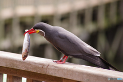 インカアジサシ　変な顔の鳥