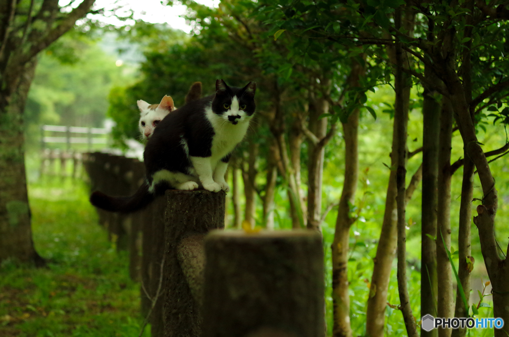 ねこ　その１１０