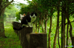 ねこ　その１１０