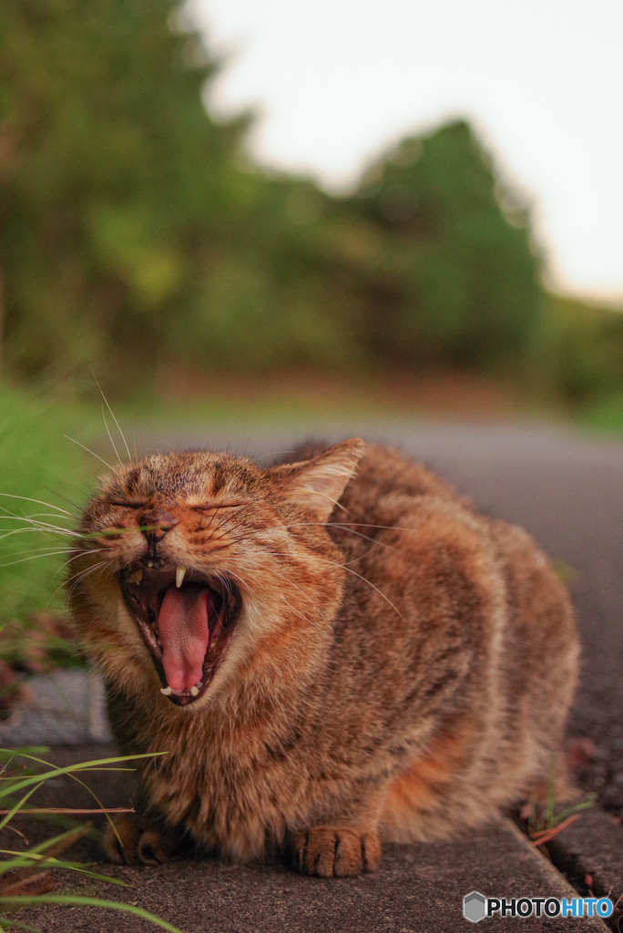 ねこ　その２６４