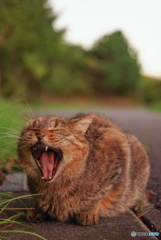 ねこ　その２６４