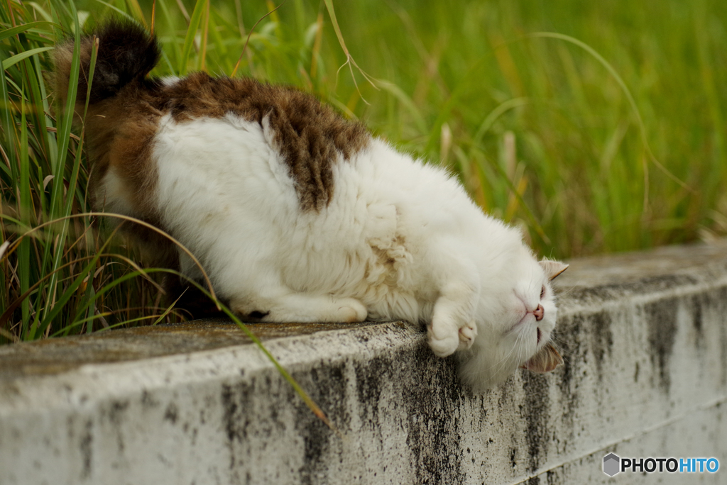 ねこ　その９１１