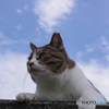 ねこ　その２６３