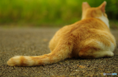 ねこ　その１５１