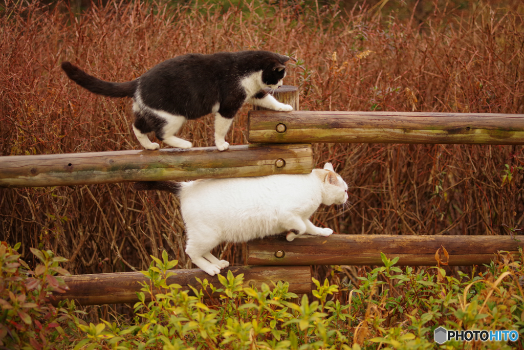 ねこ　その４８４
