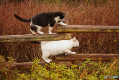 ねこ　その４８４