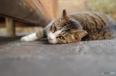 ねこ　その１１